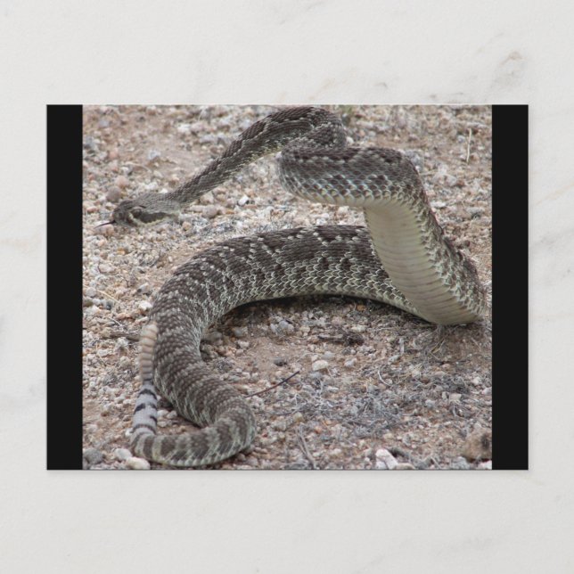 Mojave Rattlesnake Postcard (Front)