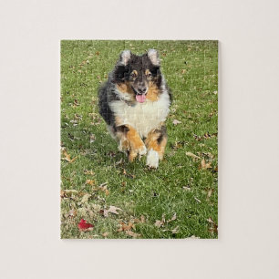 Mojo - Australian Shepherd Jigsaw Puzzle