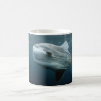 Mola Mola