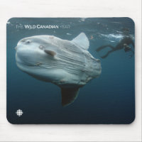 Mola Mola