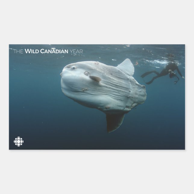 Mola Mola Rectangular Sticker (Front)