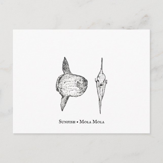 Mola Mola Sunfish Postcard (Front)