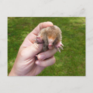 mole in hand against grass.jpg postcard