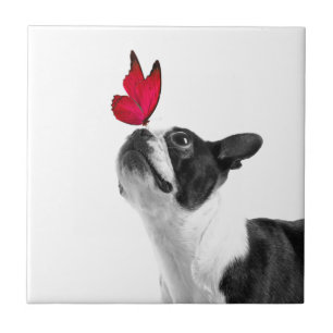 Mollie Mmouse ekind Boston Terrier Tile