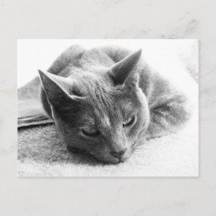 Mollie Postcard