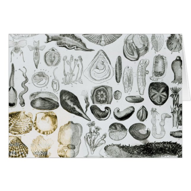 Molluscs (Front Horizontal)