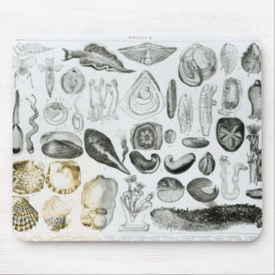 Molluscs Mouse Pad
