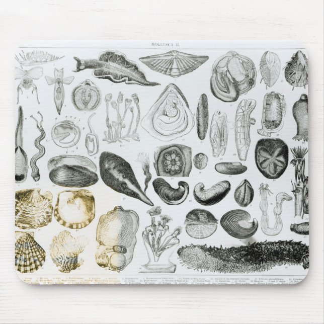 Molluscs Mouse Pad (Front)