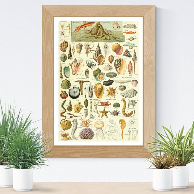 Mollusks Adolphe Millot Illustration Poster (Creator Uploaded)