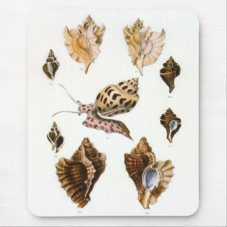 Mollusks and Snails, Vintage Marine Life Organisms Mouse Pad