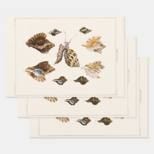 Mollusks and Snails, Vintage Marine Life Organisms Wrapping Paper Sheet