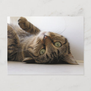 Molly Announcement Postcard