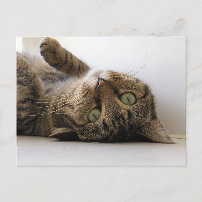 Molly Announcement Postcard (Front)