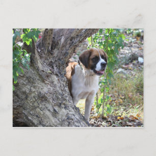 Molly " Someone say PLAYTIME" Postcard