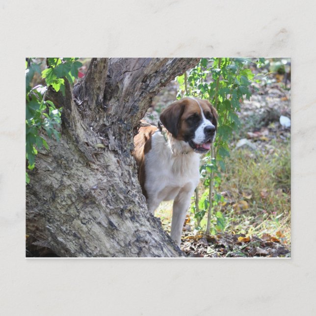 Molly " Someone say PLAYTIME" Postcard (Front)