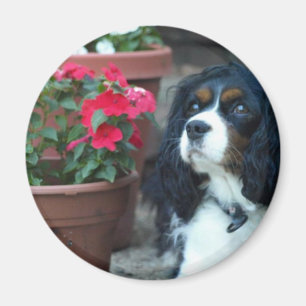 Molly the Cavalier Magnet