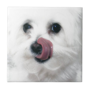Molly the Maltese Tile