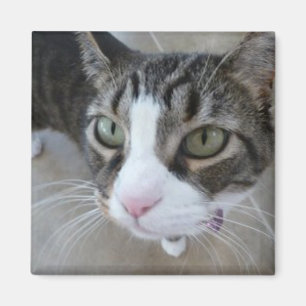 Molly's Watching You Kitty Square Magnet