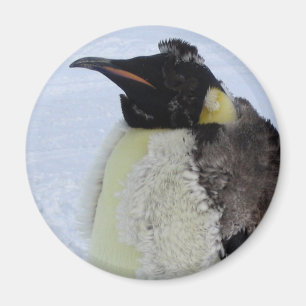 Molting Emperor Penguin Magnet