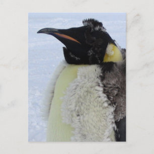 Molting Emperor Penguin Postcard