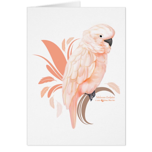 Moluccan Cockatoo (Front)