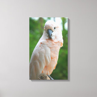 Moluccan Cockatoo Canvas Print