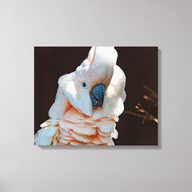 Moluccan Cockatoo Canvas Print (Front)