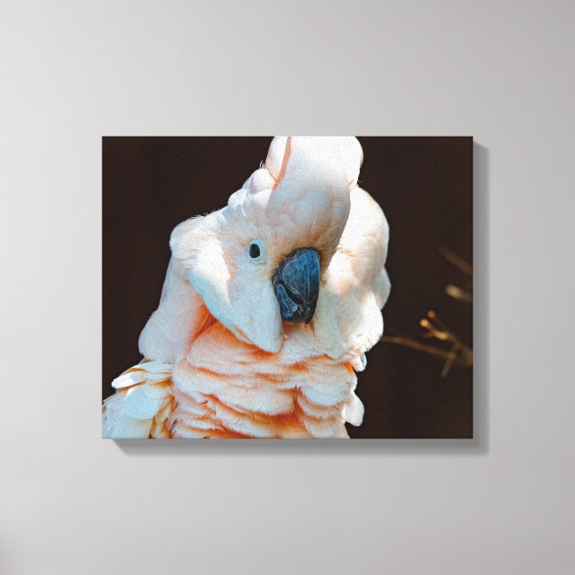 Moluccan Cockatoo Canvas Print (Front)