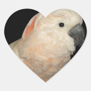 Moluccan Cockatoo Parrot Design Heart Sticker