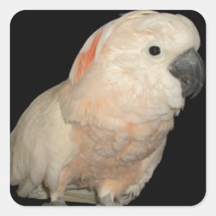 Moluccan Cockatoo Parrot Design Square Sticker