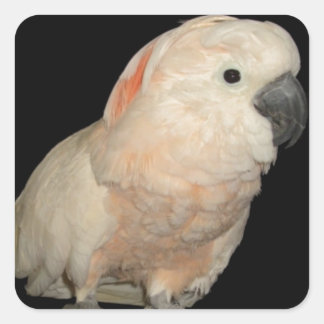 Moluccan Cockatoo Parrot Design Square Sticker