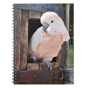 Moluccan Cockatoo Spiral Notebook