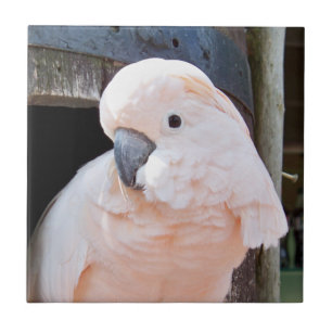 Moluccan Cockatoo Tile