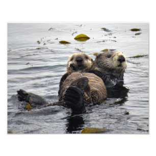 Mom and Pup Sea Otter Photo Print