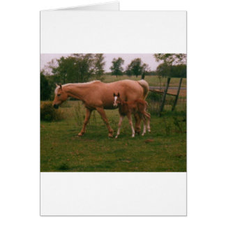 Moma horse and baby horse