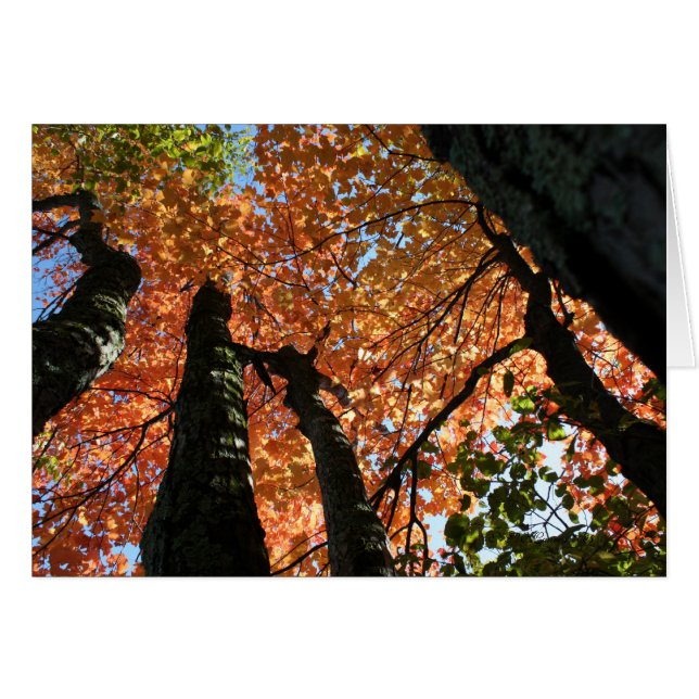 Moment of Fall Zen (Front Horizontal)