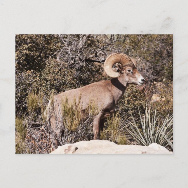 Momentary Pause Postcard (Front)