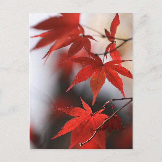 MOMIJI POSTCARD (Front)