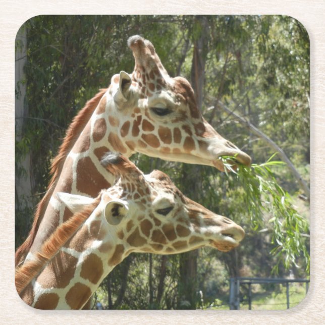 Momma and Baby Giraffe Coaster (Front)