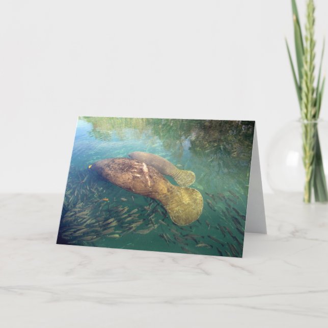Momma and Baby Manatee Greeting Card (Front)