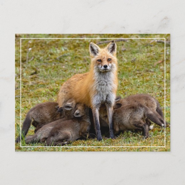 Momma be Like Postcard (Front)