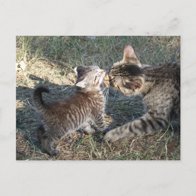 Momma cleans Baby Postcard (Front)