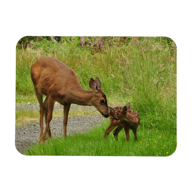 Momma Deer and her Newborn Fawn Magnet (Horizontal)