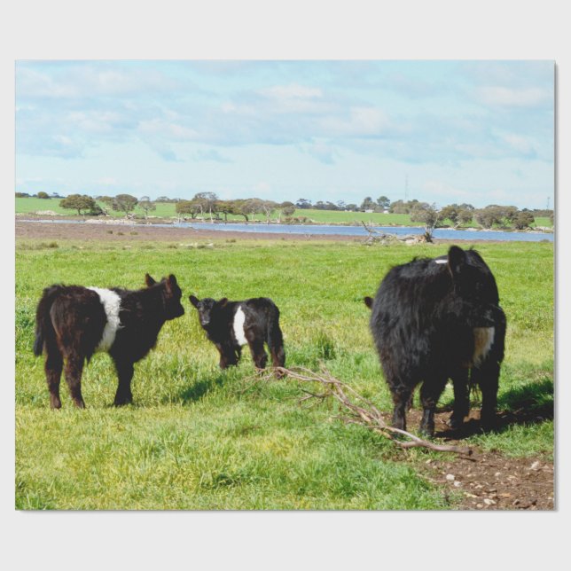 Mommy And Baby Galloway Cow, Gift Wrap (Flat)