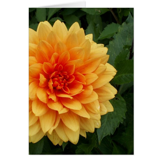 Mom's Dahlia (Front)