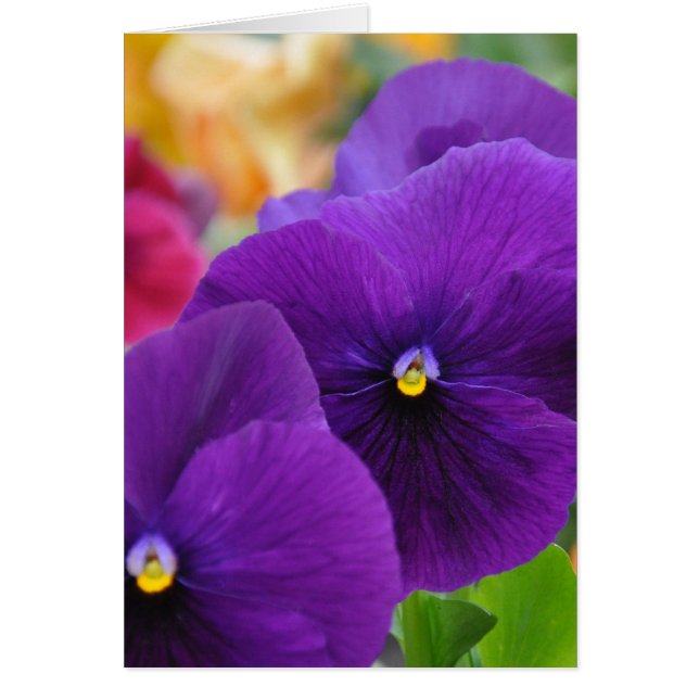 Mom's Eyes Pansies (Front)
