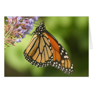 MONARCH