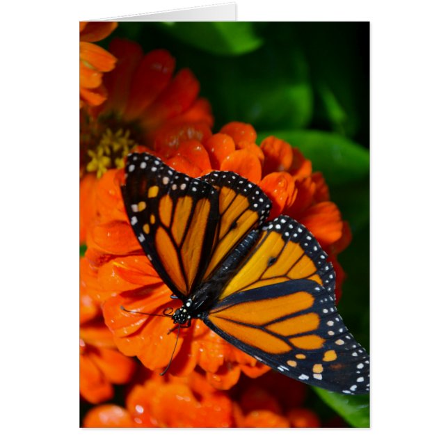 Monarch (Front)