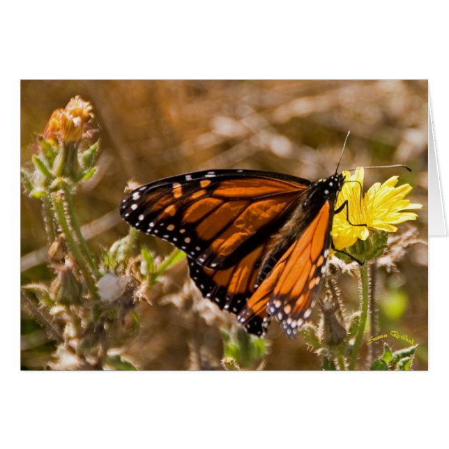 Monarch (Front Horizontal)