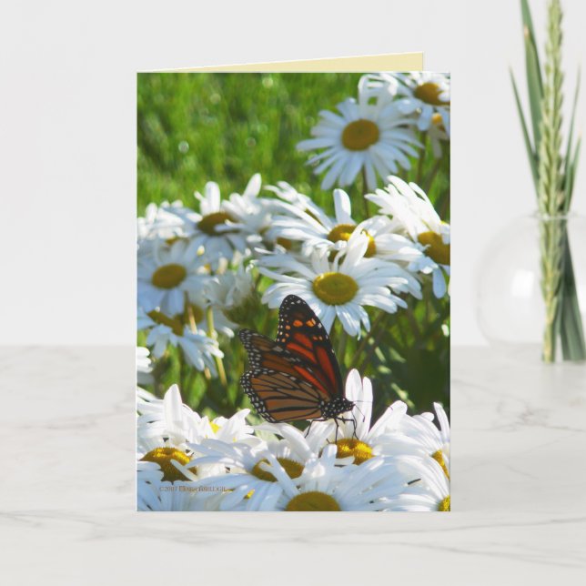 Monarch and Daisies Card (Front)